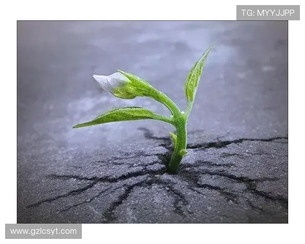 破茧成蝶：在磕碰中淬炼生命的韧性